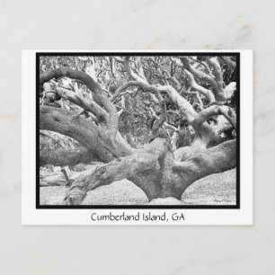 Carte Postale Cumberland Island, GA