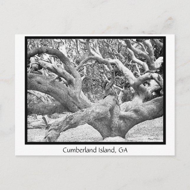 Carte Postale Cumberland Island, GA (Devant)