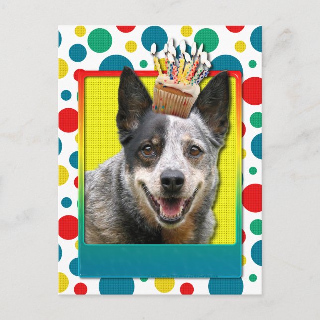 Carte Postale Cupcake d'anniversaire - Chien de bétail australie (Devant)