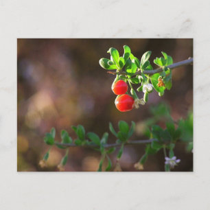 Carte postale Cuple Couple Berries