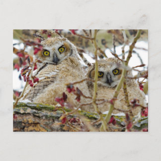 Carte Postale Curieuses owley