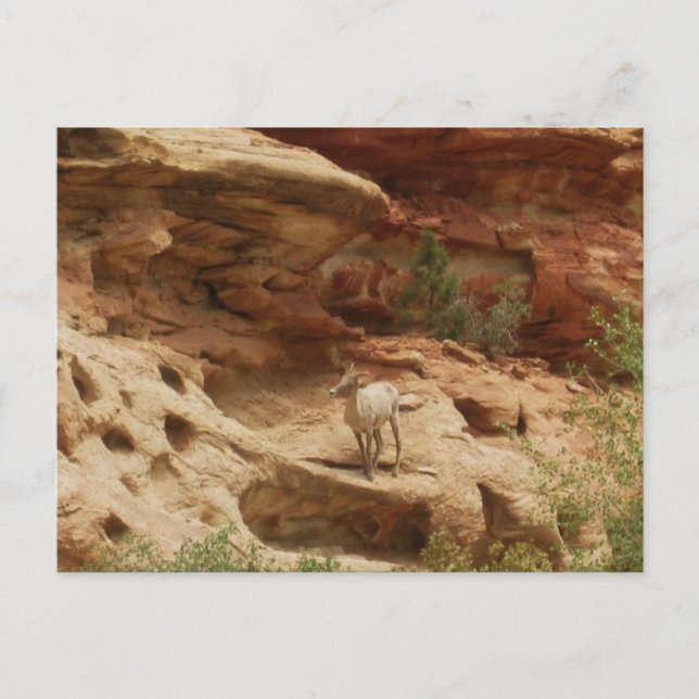 Carte Postale Curieux... (Devant)