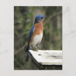 Carte postale Curieux Bluebird
