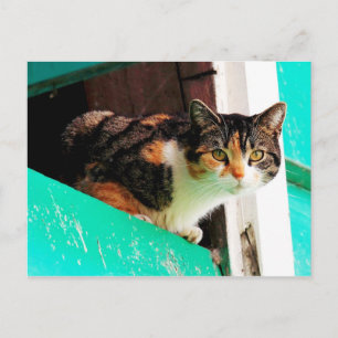Carte Postale Curieux Calico Chat sur la corniche aquamarine