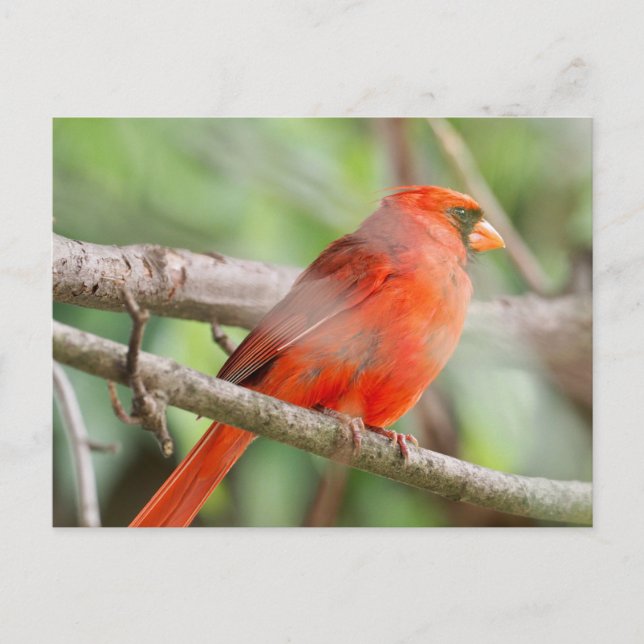 Carte Postale Curieux Cardinal Postcard (Devant)