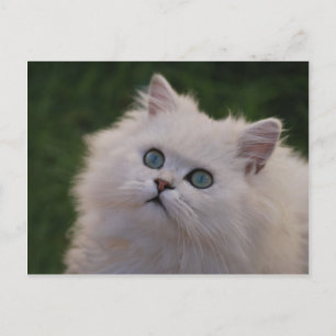 Carte Postale Curieux chaton blanc mignon