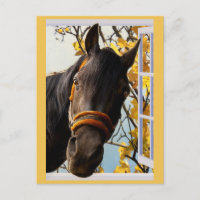 Curieux Cheval regardant à travers une fenêtre de 