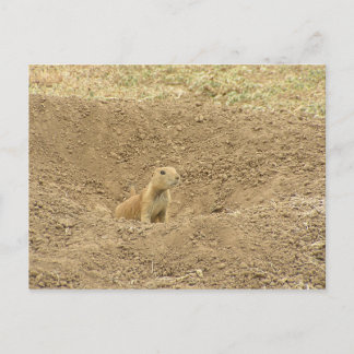 Carte Postale Curieux chien des Prairies
