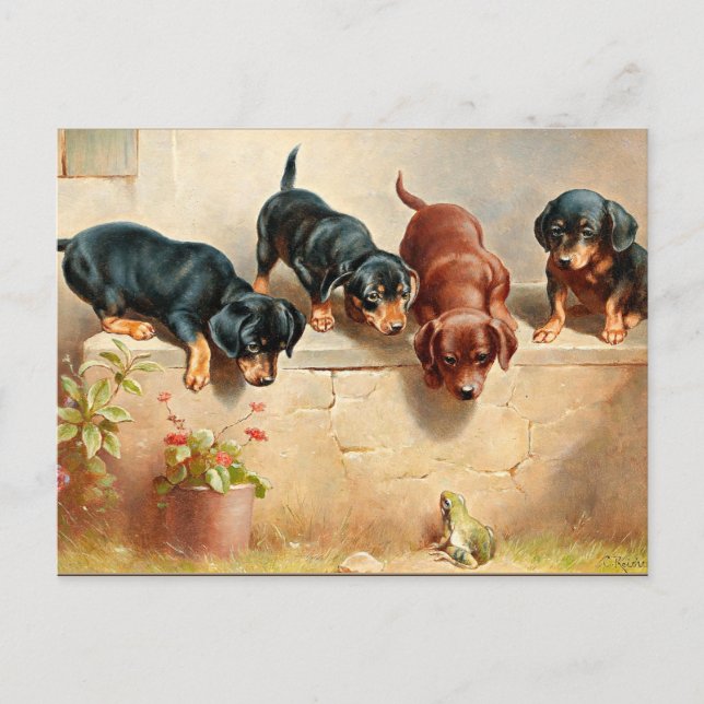 Carte Postale Curieux Chiots Dachshund et une grenouille (Devant)