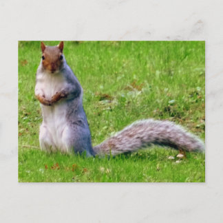 Carte postale Curieux d'écureuil