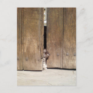 Carte Postale Curieux Kitten