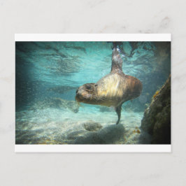 Carte Postale Curieux lion de mer Galapagos sous l'eau