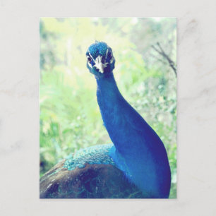 Carte Postale Curieux paon