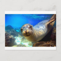 Curieux paradis de lions de mer sous-marin Galapag