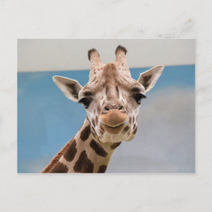 Carte Postale Curieux Portrait de Giraffe