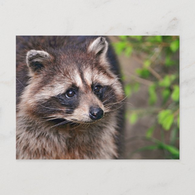 Carte Postale Curieux Raccoon (Devant)