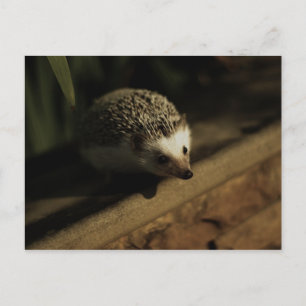 Carte Postale Curiosity postcard