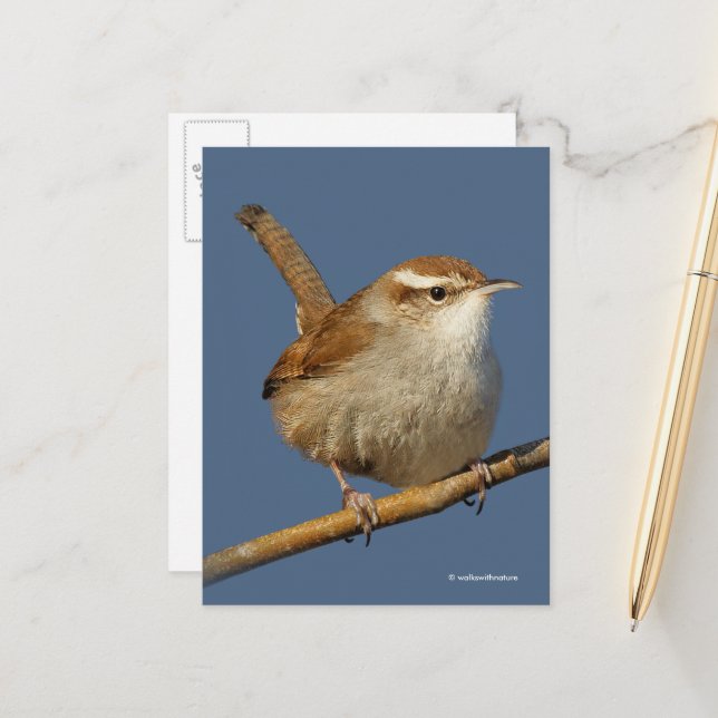 Carte Postale Curious Bewick's Wren Songbird sur Branche (Devant/Arrière en situation)