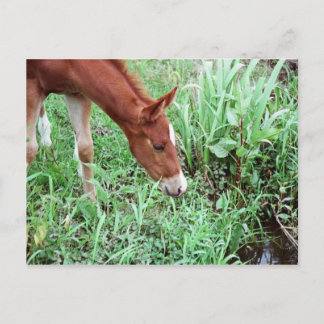 Carte postale Curious Foal 2