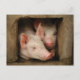 Carte Postale Curious Piglets