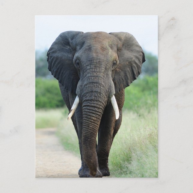 Carte Postale cute African Elephant (Devant)