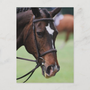 Carte postale Cute Arabian Horse