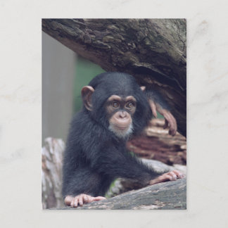Carte Postale cute baby Chimpanzee
