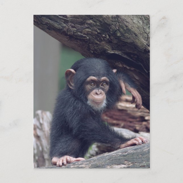 Carte Postale cute baby Chimpanzee (Devant)