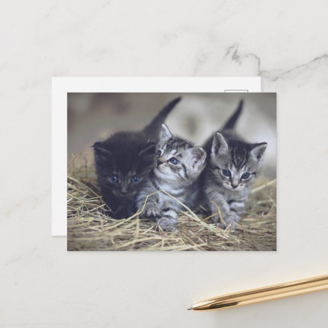 Carte Postale cute baby kittens (Devant/Arrière en situation)