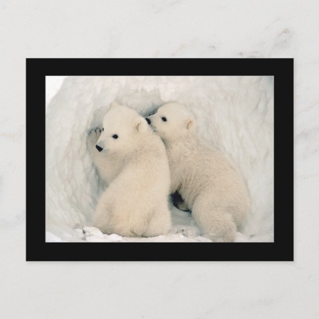 Carte postale Cute Bear Cubs (Devant)