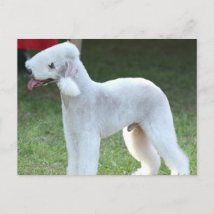Carte Postale Cute Bedlington Terrier