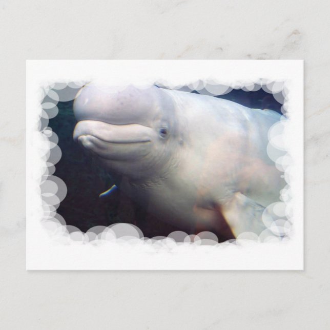 Carte postale Cute Beluga Whale (Devant)
