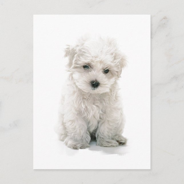 Carte postale Cute Bichon Frise (Devant)