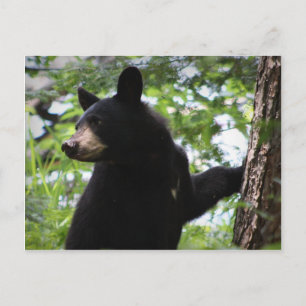 Carte Postale Cute Black Bear Cub Escalade Sur L'Arbre En Forêt