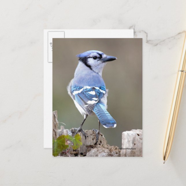 Carte Postale Cute Bleu Jay Songbird sur Treestump (Devant/Arrière en situation)