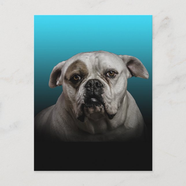 Carte Postale Cute Boxer Dog w Blue Black Gradient arrière - pla (Devant)