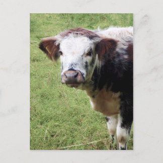 Carte postale Cute Brown et Blanc (Jeune Vache)