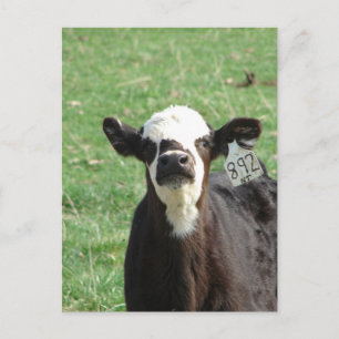 Carte Postale Cute Calf