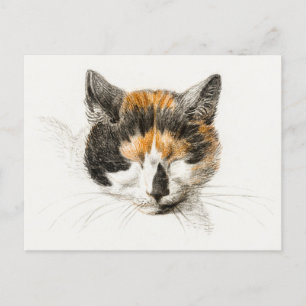 Carte Postale Cute Calico Chat