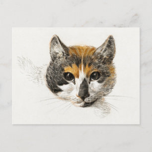 Carte Postale Cute Calico Chat