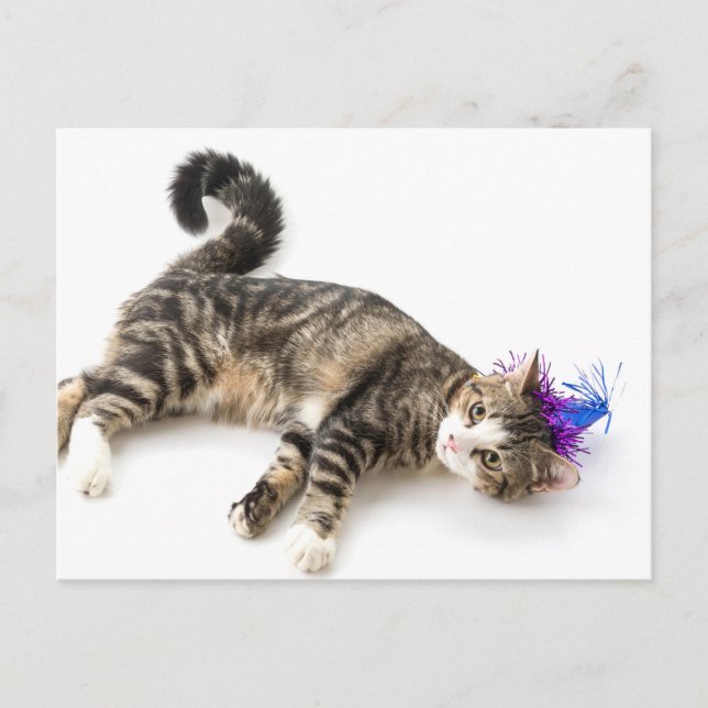 Carte Postale cute cat happy birthday (Devant)
