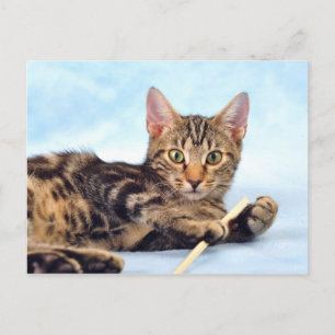 Carte Postale Cute chaton en train de jouer