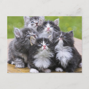 Carte Postale Cute chatons