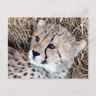 Carte Postale Cute Cheetah Cub Photo