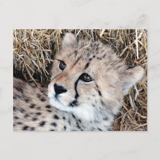 Carte Postale Cute Cheetah Cub Photo (Devant)
