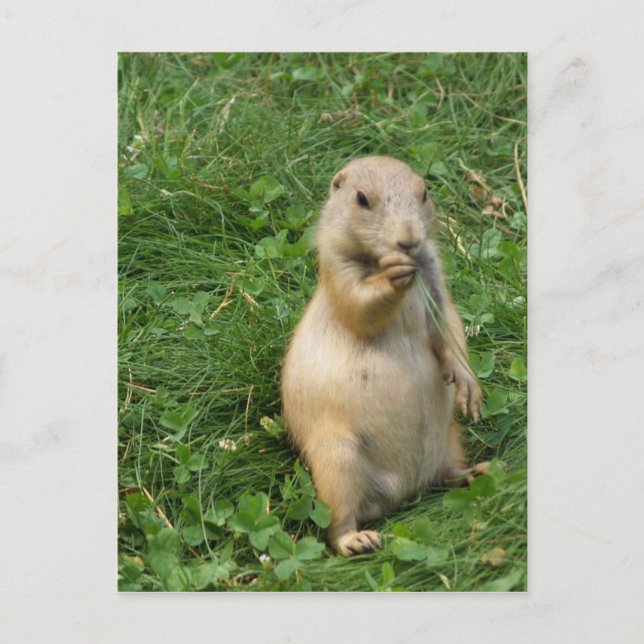 Carte Postale Cute chien des Prairies debout et manger (Devant)