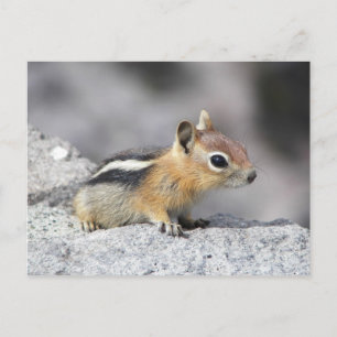 Carte Postale Cute Chipmunk
