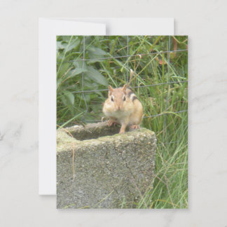 Carte Postale Cute Chipmunk
