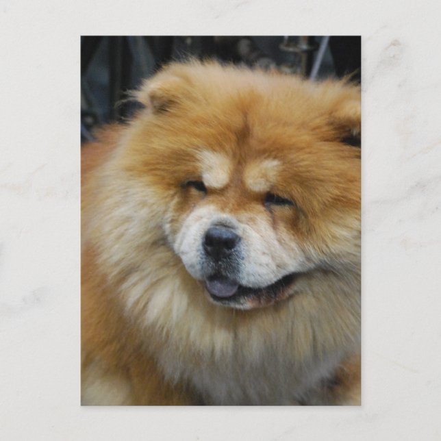 Carte postale Cute Chow Chow (Devant)