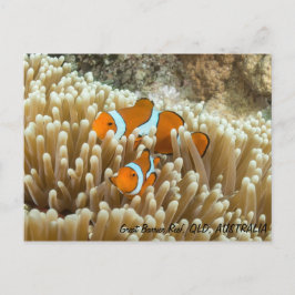 Carte Postale Cute Clown Fish